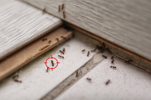 Best Spider Control Near Me  in Elk Rapids, MI