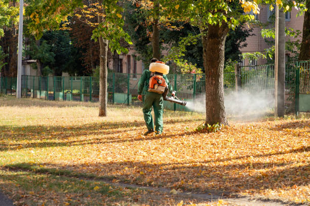 Best Spider Control Near Me  in Elk Rapids, MI