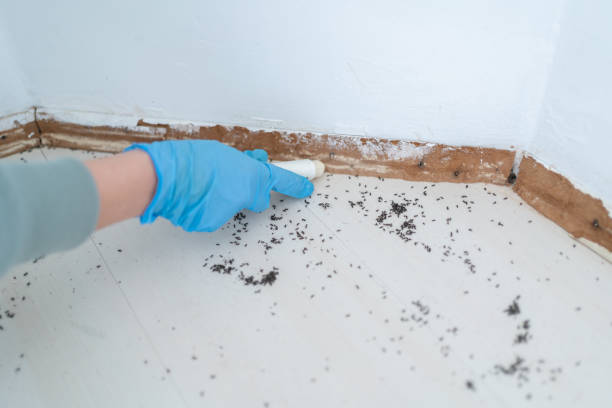 Best Local Pest Control Services  in Elk Rapids, MI